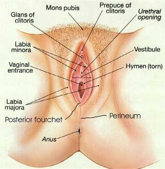 Гипертрофия (увеличение) малых половых губ | Доктор Лидер.